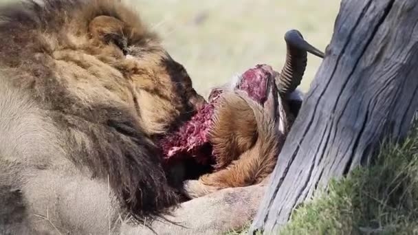 Graphic Male African Lion Eats Recently Killed Red Lechwe Close — 图库视频影像