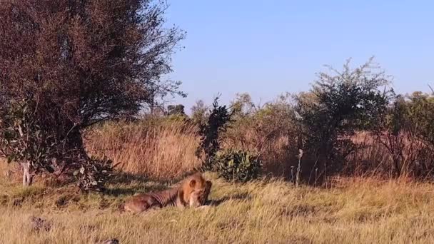 Male African Lion Lies Quietly Trees Botswana Savanna — 비디오