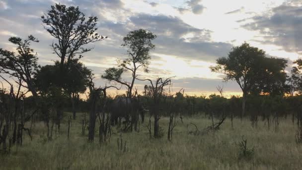 African Bush Elephant Walks Low Open Bushland South Africa — 图库视频影像