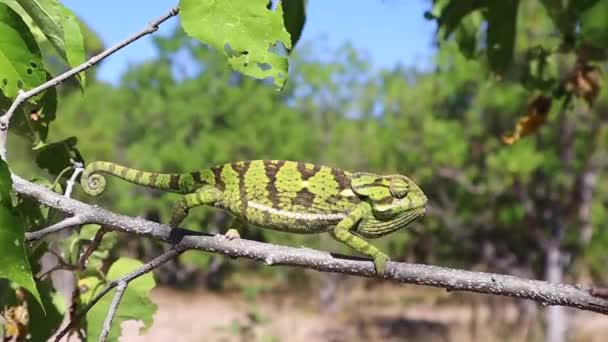 Alert Green Chameleon Creeps Haltingly Tree Branch — Stock Video