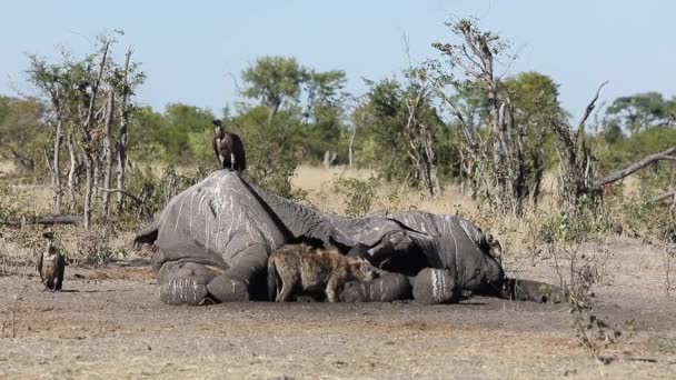 Heavily Pregnant Spotted Hyena Vultures Scavenge Elephant Carcass — Vídeos de Stock