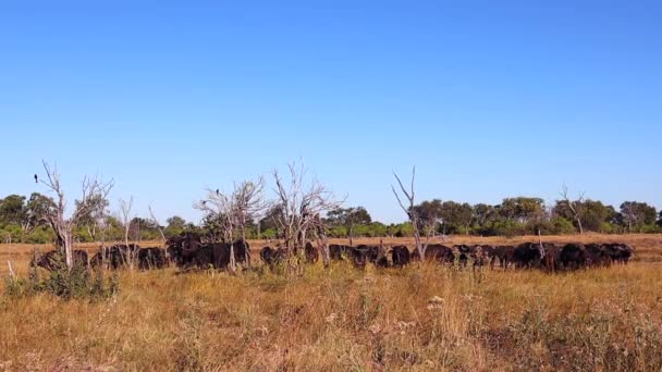 Herd Cape Buffalo Graze Dry Grass Drought Botswana — Stok video