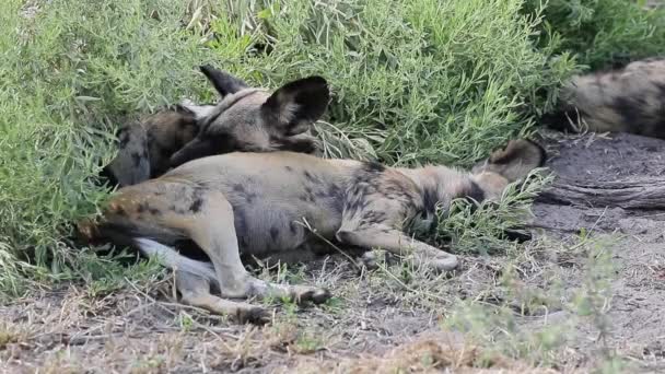 African Wild Dogs Try Sleep Hot Day Okavango Delta Botswana — ストック動画