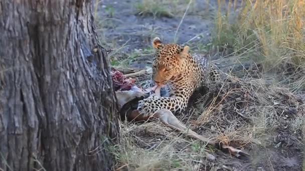 Graphic African Leopard Eats Recently Killed Impala Shade — Vídeo de stock