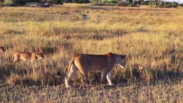 African Lioness Greets Her Cub Hiding Grass Okavango Savanna — Vídeo de stock