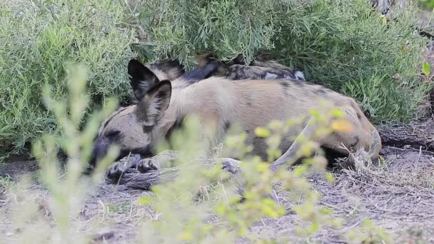 Two Sleeping African Wild Dogs Roused Sudden Noise Look — Αρχείο Βίντεο