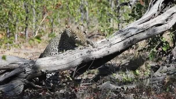African Leopard Claws Dead Tree Trying Get Small Prey Animal — Stockvideo