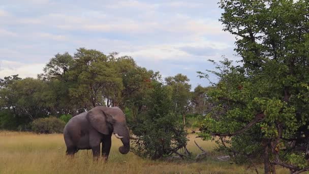 African Bush Elephant Pulls Green Leaves Tree Eats Botswana — ストック動画