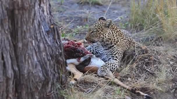 Graphic African Leopard Eats Recently Killed Impala Antelope Shade — Stockvideo