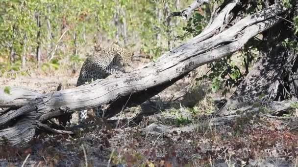African Leopard Tries Get Small Animal Hiding Dead Tree — 图库视频影像