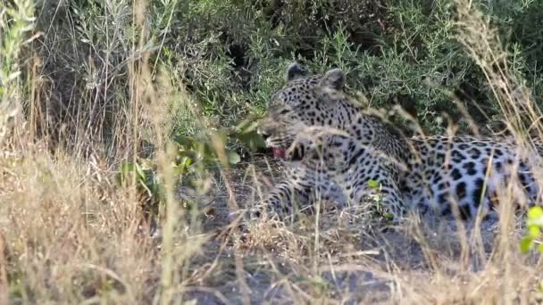 African Leopard Scans Surroundings Comfortable Spot Shade — Vídeo de stock