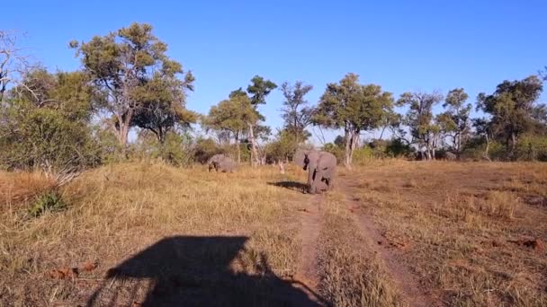 Dospělý Africký Slon Varuje Safari Hosty Před Blufováním — Stock video