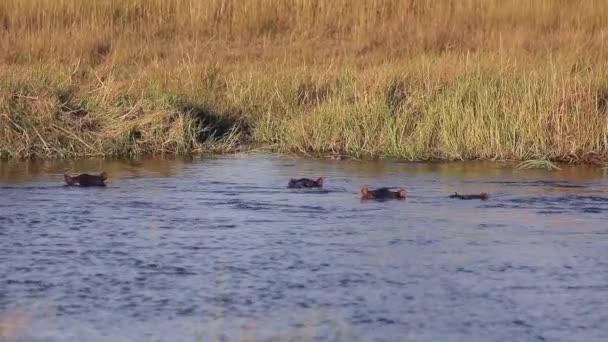 Pod Hippos Cool River Hot Day Okavango Delta — Stock Video