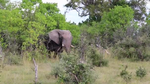 Large African Bush Elephant Walks Out Trees Grassy Meadow — Stock Video