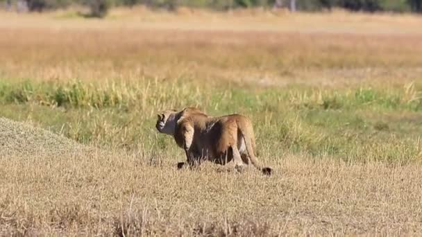 León Africano Enfocado Acecha Presa Agacharse Sigiloso Brillo Calor — Vídeos de Stock