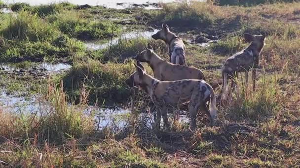 Pacote Cães Selvagens Africanos Pausa Enquanto Bebe Para Digitalizar Arredores — Vídeo de Stock