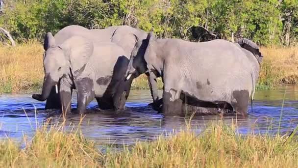 Kleine Elefantengruppe Genießt Einem Heißen Afrikanischen Tag Das Wasserloch — Stockvideo