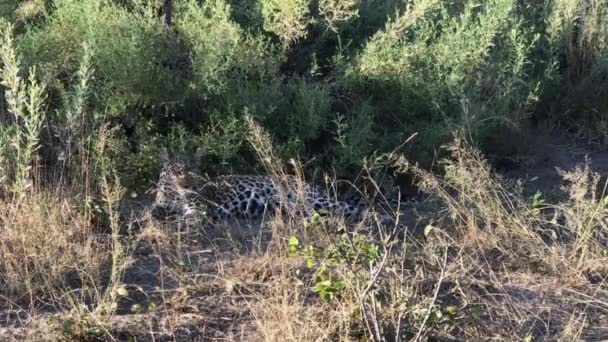 Leopardo Africano Yace Sombra Para Evitar Duro Sol Botswana — Vídeos de Stock