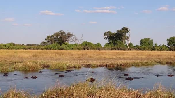 Pod Hippopotamus Lie Mostly Submerged Botswana Okavango Delta — Stock Video