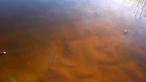 アフリカ流の深いオレンジ色のタンニンに反映された海岸線の草 — ストック動画
