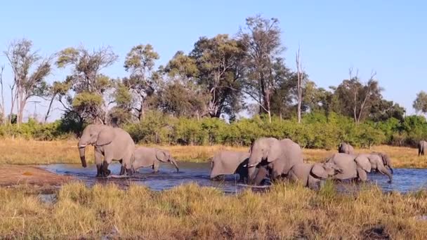 Birikintisinde Geniş Bir Afrika Fili Sürüsüyle Yan Yana Dön — Stok video