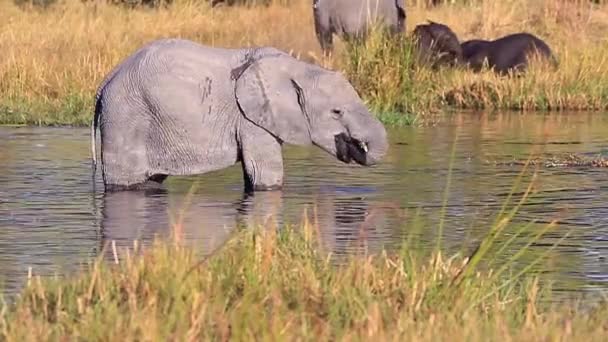 African Bush Elephant Partially Amputated Trunk Drinks Water — Stock Video
