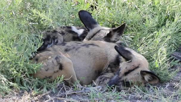 两只非洲野狗睡觉时被苍蝇打扰时扭动耳朵 — 图库视频影像