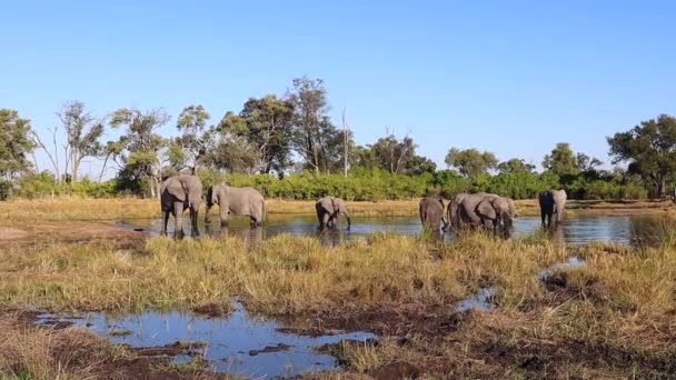 Hjord Afrikanska Bush Elefanter Koppla Svala Vattning Hål Varm Dag — Stockvideo