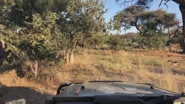 Pov Vehículo Safari Conduce Fuera Carretera Hacia Arbusto Botswana Abierto — Vídeos de Stock