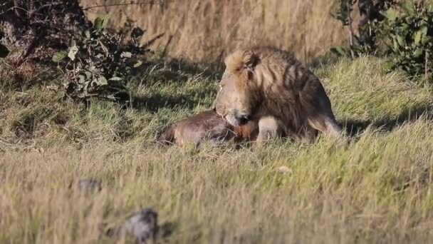 Male African Lion Grooms Himself Quietly Botswana Savanna — Stock Video