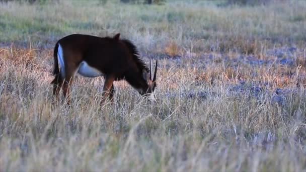 Sable Antelope Nutre Erba Sulla Savana Secca Del Botswana — Video Stock