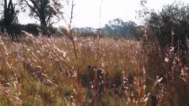 Afrikanische Löwin Geht Auf Pfad Kaum Hohen Savannengras Sehen — Stockvideo