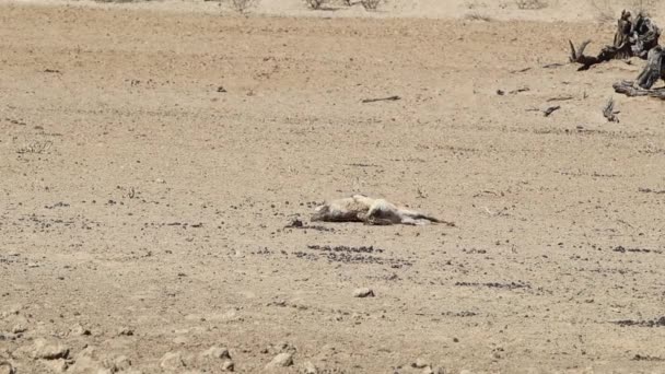 Sporco Affrontato Nero Sostenuto Sciacallo Pulisce Faccia Nel Deserto Del — Video Stock