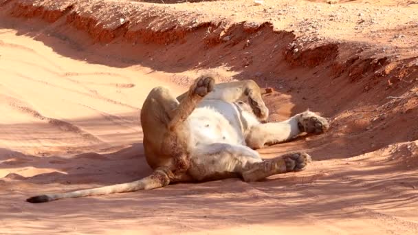 African Lioness Sleeping Road Rolls Exposing Her Belly — Stock Video