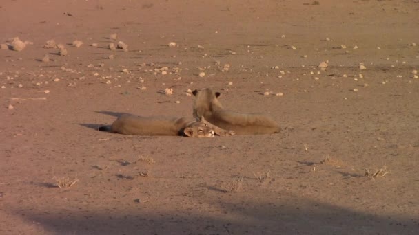 칼라하리 사막의 평온하게 마리의 아프리카 — 비디오