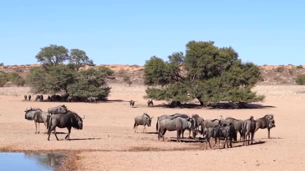 Kalaharské Poušti Shromažďuje Zmatek Wildebeestu — Stock video