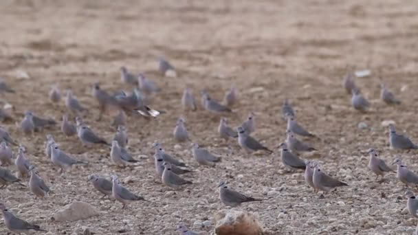 Grupo Palomas Tortuga Del Cabo Congregan Seco Polvo Kalahari — Vídeo de stock