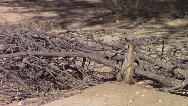 Söt Och Nyfiken Afrikansk Meerkat Står Alert Sandhög Kalahari — Stockvideo