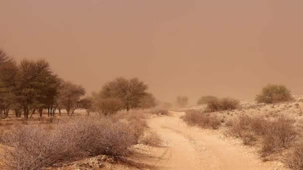 Surrealistische Woestijn Oranje Sepia Zandstorm Langs Weg Bomen Kalahari — Stockvideo