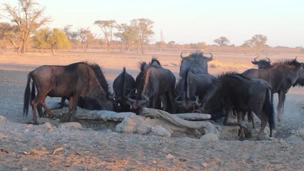 Σύγχυση Του Wildebeest Ανταγωνίζονται Για Πίνουν Άνθρωπος Έκανε Πότισμα Τρύπα — Αρχείο Βίντεο