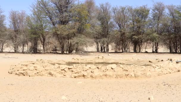 Kudde Namaqua Sand Grouse Land Drinken Bij Kalahari Drinkplaats — Stockvideo