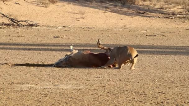 Kraftfulla Afrikanska Lejon Sliter Och Släpar Nyligen Mördad Eland Antelope — Stockvideo