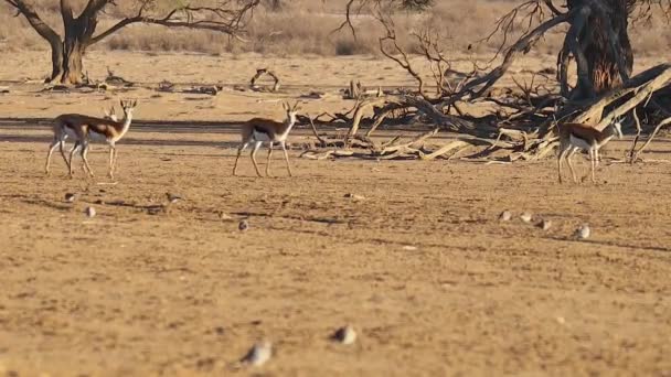 Springbok Antelope Caminar Por Viejo Árbol Seco Desierto Kalahari — Vídeos de Stock