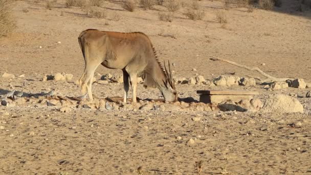 Golden Eland Antilopy Nápoje Zavlažovací Díře Kalahari Poušti — Stock video