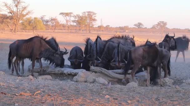 Σύγχυση Του Ποτού Wildebeest Στον Άνθρωπο Έκανε Kalahari Πότισμα Τρύπα — Αρχείο Βίντεο