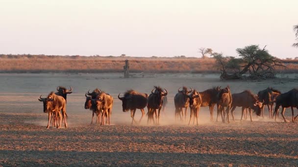 Confuzia Wildebeest Lovește Praful Lumină Seară Aurie Unghiulară — Videoclip de stoc