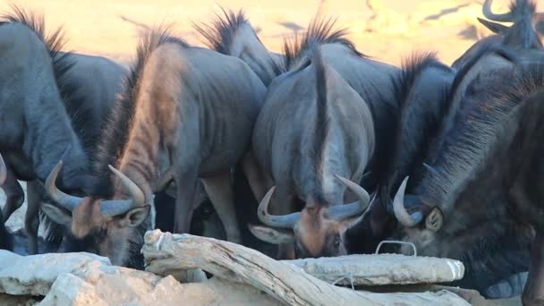 Μέλη Μιας Σύγχυσης Wildebeest Ανταγωνίζονται Για Πίνουν Στο Νερόλακκο — Αρχείο Βίντεο