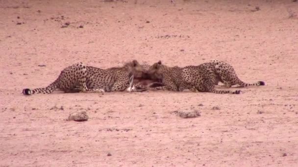 Coalizão Cheetahs Africano Compartilhar Comer Antílope Recentemente Morto — Vídeo de Stock