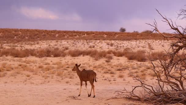 Female Two Juvenile Greater Kudus Walk Golden Kalahari Sand — Stock Video