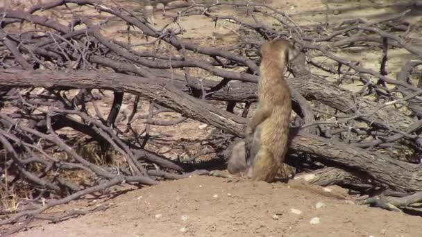 Meerkat Africano Lindo Curioso Mira Alrededor Día Kalahari Ventoso — Vídeos de Stock